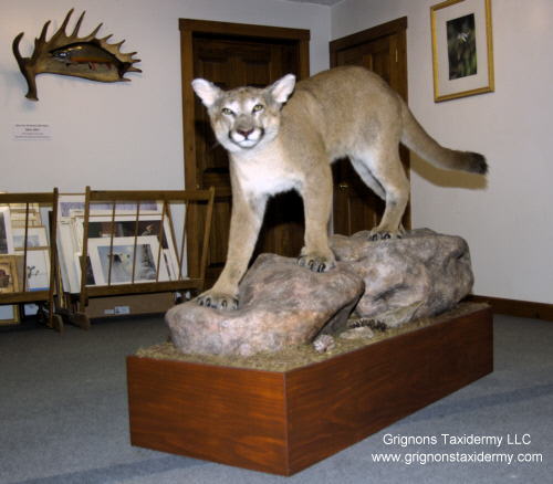 mountain lion mount by grignons taxidermy studio